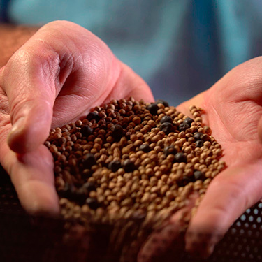 Materias primas de primera calidad, como estos granos de pimienta para elaborar la ginebra Bombay